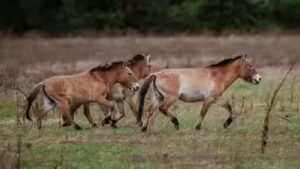 How a Chinese horse became the genetic bridge that brought American horses to Europe