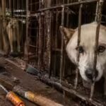 400,000 dogs vanished before South Korea’s meat ban. Where did hundreds of thousands of dogs go?