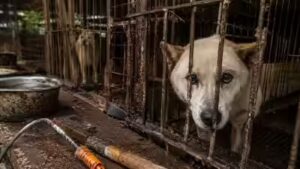 400,000 dogs vanished before South Korea’s meat ban. Where did hundreds of thousands of dogs go?