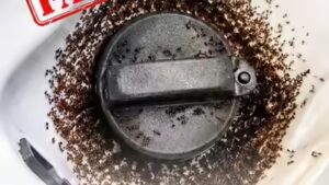 E20 petrol attracts ants? BPCL responds to viral claim, explains matter