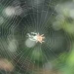 Ethiopian proverb of the day: ‘When spider webs unite, they can tie up a lion’ — How collective action can defeat great power