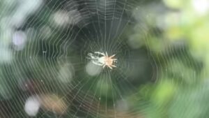 Ethiopian proverb of the day: ‘When spider webs unite, they can tie up a lion’ — How collective action can defeat great power