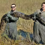 Florida’s giant Burmese pythons are doing more than eating wildlife, they are transforming the Everglades by spreading seeds |