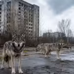 In 1986 Chernobyl was evacuated and today wolves have returned to dominate the radiation exclusion zone in an unexpected wildlife recovery |
