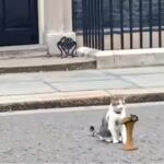 As Keir Starmer announces exit, ‘chief mouser’ Larry the Cat stays on awaiting PM no 7