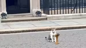 As Keir Starmer announces exit, ‘chief mouser’ Larry the Cat stays on awaiting PM no 7