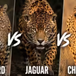 Leopard vs Jaguar vs Cheetah: Comparing the strength, speed and survival skills of three apex predators |
