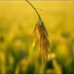 life lesson Malay proverb of the day on humility and resilience: Follow the nature of the rice plant; the more grains it bears, the lower it bows | World News