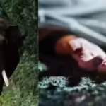 Woman inspecting coffee plantation trampled to death by tusker in Karnataka’s Kodagu | Mysuru News