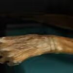 In 1991, hikers found a frozen body in the Alps: Decades later, scientists confirmed it belonged to a man murdered 5,300 years ago |