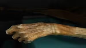 In 1991, hikers found a frozen body in the Alps: Decades later, scientists confirmed it belonged to a man murdered 5,300 years ago |