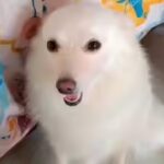 ‘She gave her life for us’: Pet Pomeranian dies while trying to stop thieves in Satna | Bhopal News