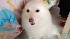 ‘She gave her life for us’: Pet Pomeranian dies while trying to stop thieves in Satna | Bhopal News