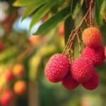 Tezpur Litchi: Boost for litchi exports! Assam’s GI-tagged Tezpur litchi reaches Dubai, Singapore in first shipment