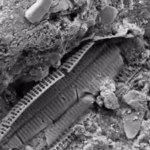 What lies beneath Omaha Beach: Microscopic WWII shrapnel found in sand reveals the land still carries the memory of war | World News