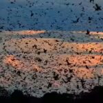 World’s largest bat migration: The night Zambia’s sky disappears under 10 million bats | World News