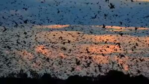 World’s largest bat migration: The night Zambia’s sky disappears under 10 million bats | World News