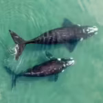 World’s largest ‘whale graveyard’ found beneath the Indian Ocean: A hidden 5-million-year mystery revealed |
