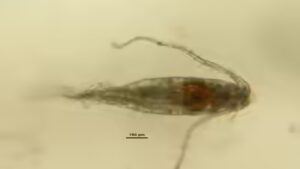 In the 1960s, acid rain poisoned Ontario’s lakes, and the smallest survivors left a genetic record in the mud that took scientists decades to uncover |