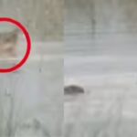 UP horror: Crocodile drags 12-year-old into river, boy dies | Lucknow News