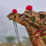 Kashmir camel seized over Eid ‘slaughter’ claim, owner hoofs it to court | India News