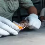 Snakebite deaths much rarer than estimated: ICMR study | India News