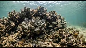 Florida returned half a million oyster shells to the Gulf of Mexico. The discarded shells became new reef habitat for marine life