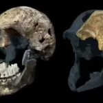 Homo: 300,000-year-old Homo naledi fossils from a South African cave suggest the ancient human relative may have been a female-only species, new study reveals