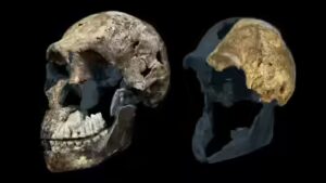 Homo: 300,000-year-old Homo naledi fossils from a South African cave suggest the ancient human relative may have been a female-only species, new study reveals
