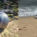 Mysterious ‘space balls’ twice the size of basketballs wash ashore on Australian beach, scientists say the discovery is more common than many people think