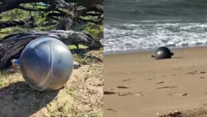 Mysterious ‘space balls’ twice the size of basketballs wash ashore on Australian beach, scientists say the discovery is more common than many people think