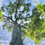 Towering trees more than 200 feet tall may not be as vulnerable to drought as scientists thought, new study reveals how Southeast Asia’s dipterocarps efficiently move water