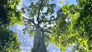 Towering trees more than 200 feet tall may not be as vulnerable to drought as scientists thought, new study reveals how Southeast Asia’s dipterocarps efficiently move water