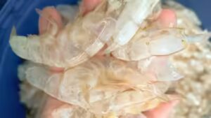 Scientists in Singapore have found a way to transform shrimp shell waste into ‘carbon-negative’ hydrogen fuel, turning biomass waste into valuable climate solutions