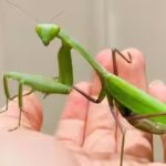 Two giant Asian praying mantis species are spreading across Europe, helped by climate change and urbanisation, and scientists warn they are threatening pollinators, frogs and lizards