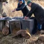 England: Britain bought 1,525 acres of nearly lifeless farmland for £13.8 million; four years later, beavers are helping it make money
