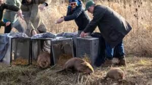 England: Britain bought 1,525 acres of nearly lifeless farmland for £13.8 million; four years later, beavers are helping it make money