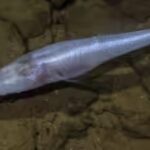 A scientist slipped into a pool beneath a US military base and found a fish later named ‘demon cavefish’ after the Demogorgon from Stranger Things