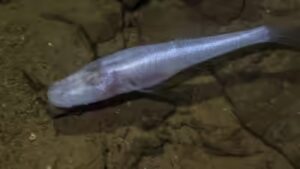 A scientist slipped into a pool beneath a US military base and found a fish later named ‘demon cavefish’ after the Demogorgon from Stranger Things
