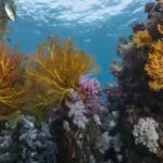Scientists discover 64,000 square miles of heat-resistant coral reefs across 71 countries that could help protect the world’s oceans for decades