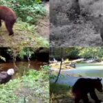 Scientists played human voices near Alaska salmon streams and found that bears and eagles fled, disrupting how salmon nutrients move into forests