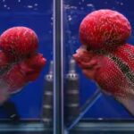 A human-bred aquarium fish prized for its bright colour and head hump has escaped into a Philippines crater lake, where scientists fear it may threaten native biodiversity