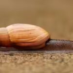 Hawaii: In 1955, Hawaii released a cannibal snail to control another invasive snail, but the predator instead helped push the islands’ rare native tree snails toward extinction