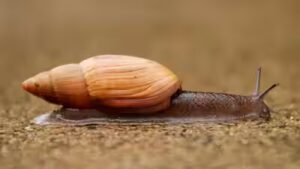 Hawaii: In 1955, Hawaii released a cannibal snail to control another invasive snail, but the predator instead helped push the islands’ rare native tree snails toward extinction