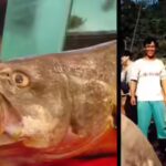 The Chinese bahaba, a critically endangered fish nicknamed the ‘Panda of the Sea,’ was missing from Hong Kong for over a decade, until its DNA gave it away