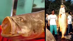 The Chinese bahaba, a critically endangered fish nicknamed the ‘Panda of the Sea,’ was missing from Hong Kong for over a decade, until its DNA gave it away