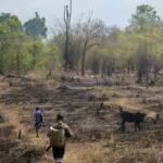 Slash-and-burn farming was blamed for destroying rainforests, but a study of 18,000 forest patches found community rules can limit clearing and allow trees to return