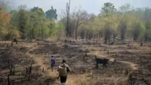 Slash-and-burn farming was blamed for destroying rainforests, but a study of 18,000 forest patches found community rules can limit clearing and allow trees to return