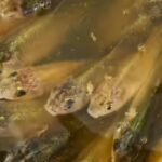 Calgary: A stormwater pond in Calgary appears filled with Prussian carp; the invasive fish can produce all-female clone-like offspring and spread through drainage routes