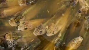 Calgary: A stormwater pond in Calgary appears filled with Prussian carp; the invasive fish can produce all-female clone-like offspring and spread through drainage routes